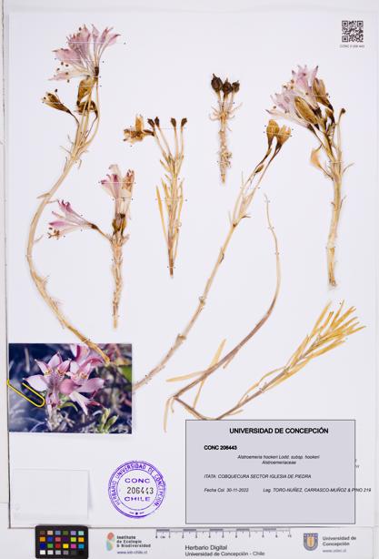 Alstroemeria hookeri subsp. hookeri [Espécimen: ]