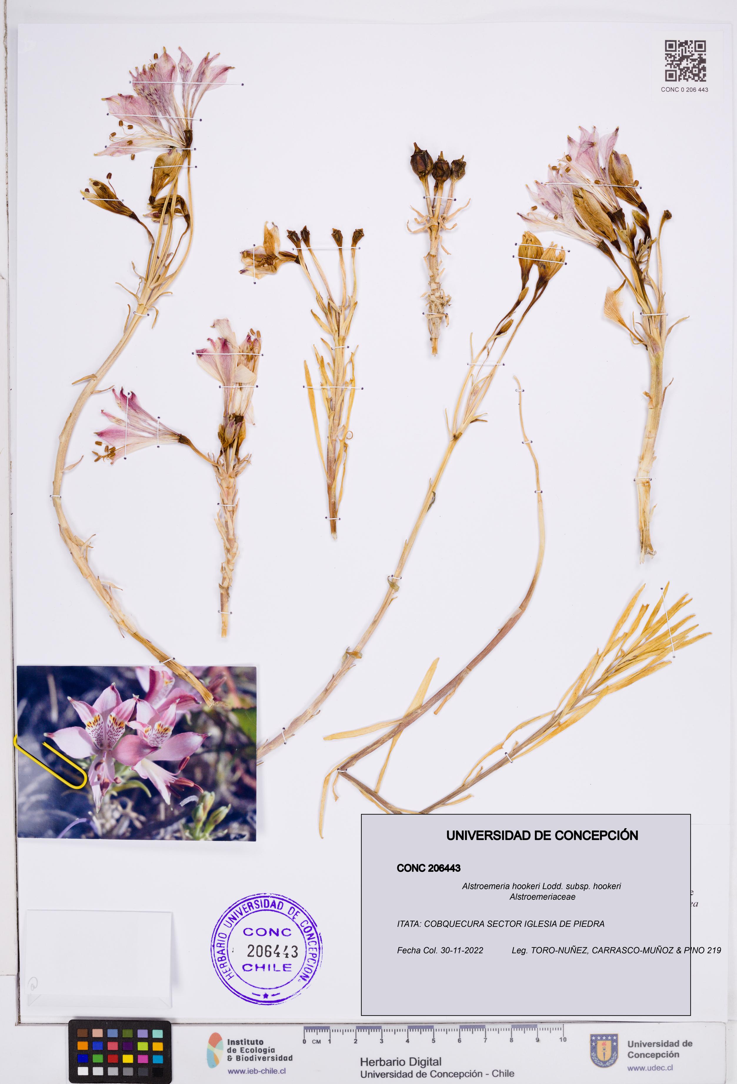 Alstroemeria hookeri subsp. hookeri [Espécimen: ]