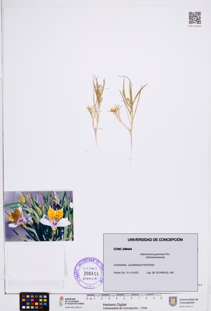 Alstroemeria graminea [Espécimen: ]