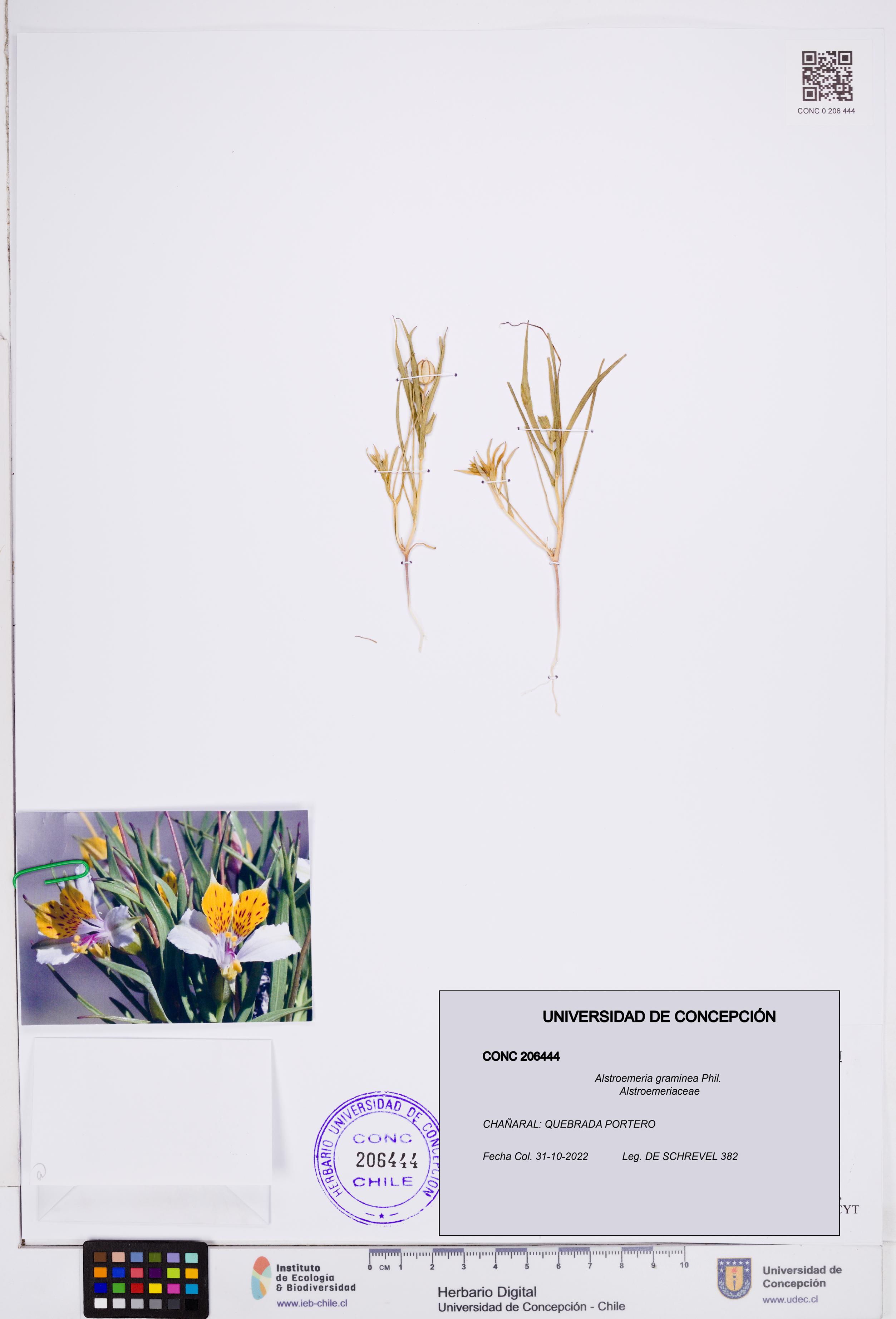Alstroemeria graminea [Espécimen: ]