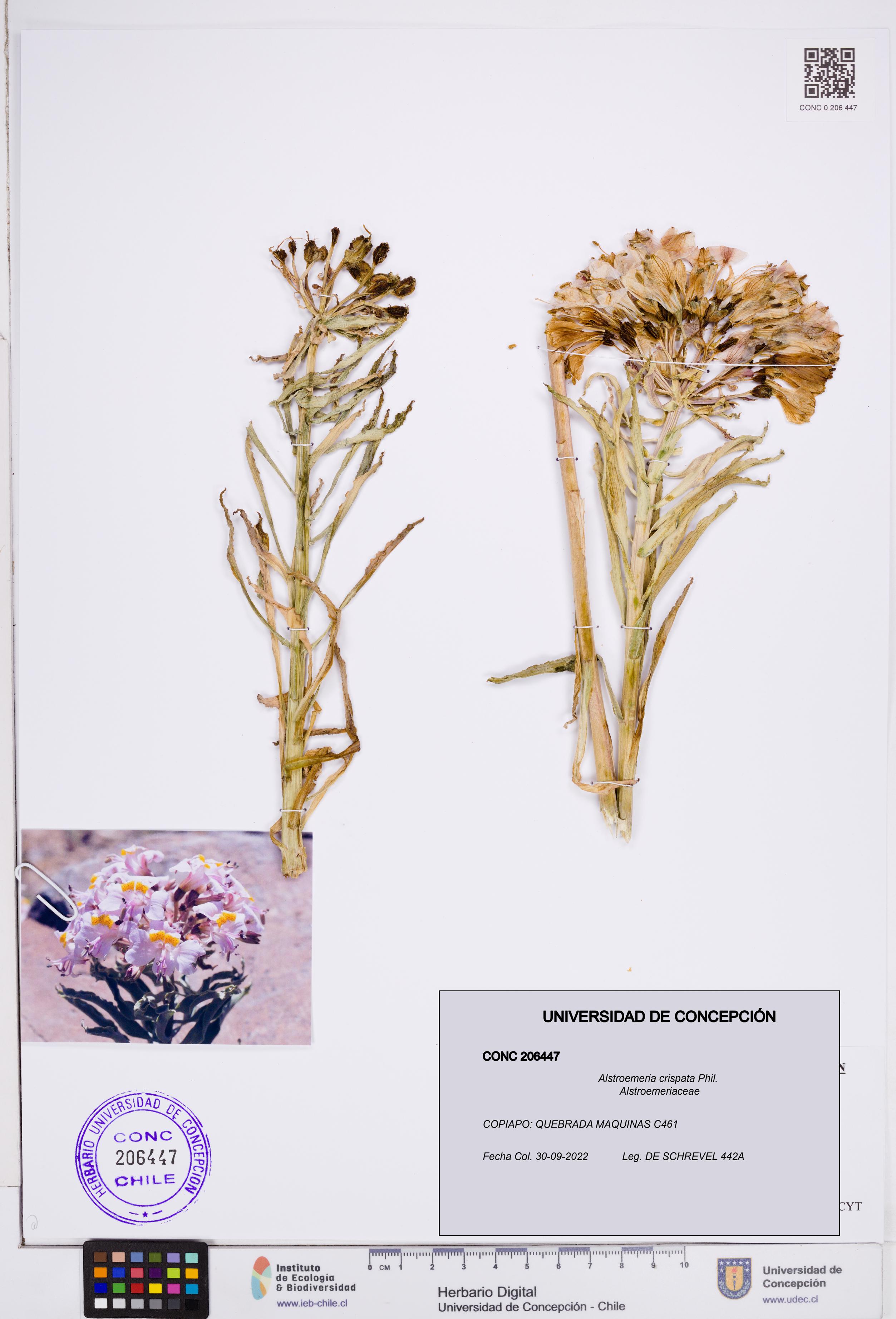 Alstroemeria crispata [Espécimen: ]
