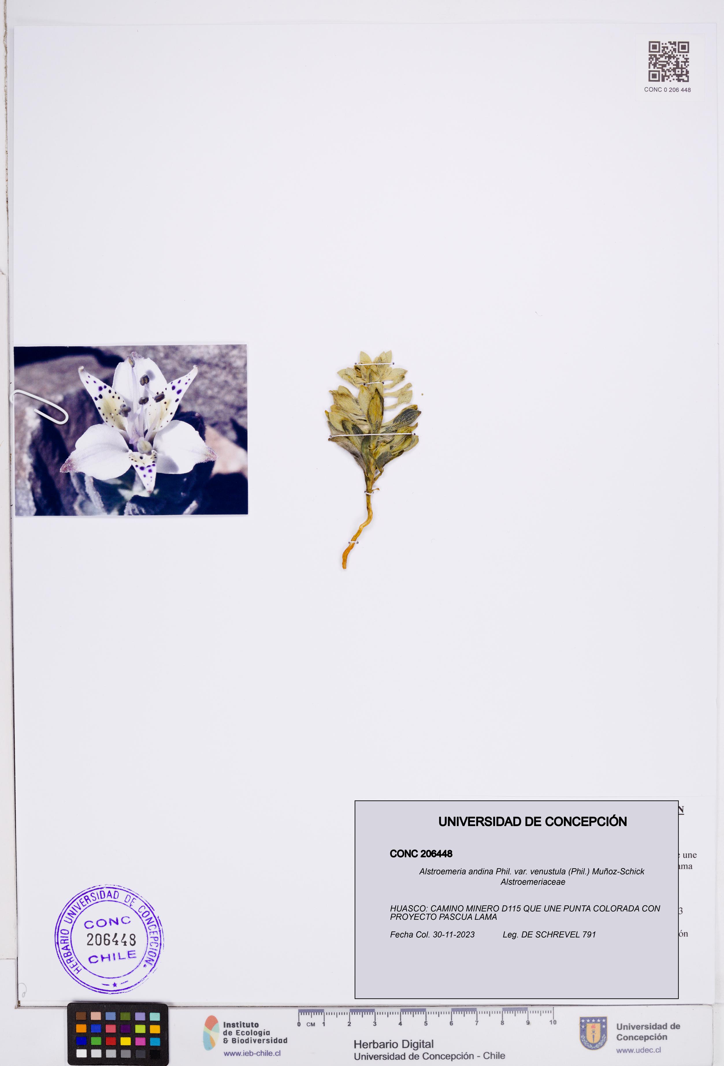Alstroemeria andina [Espécimen: ]