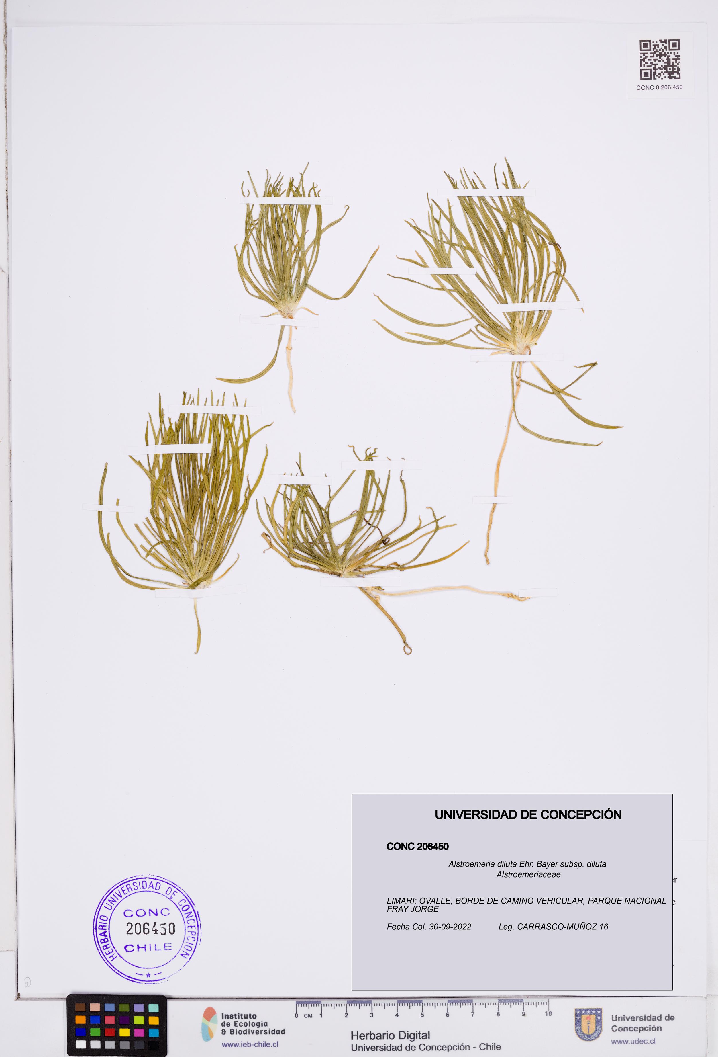 Alstroemeria diluta [Espécimen: ]