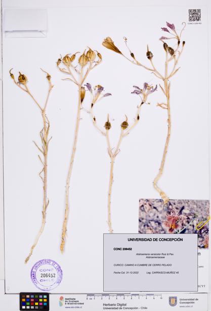 Alstroemeria versicolor [Espécimen: ]