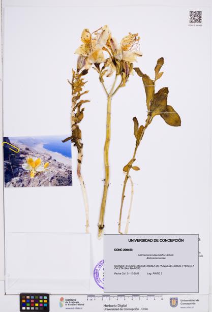 Alstroemeria lutea [Espécimen: ]