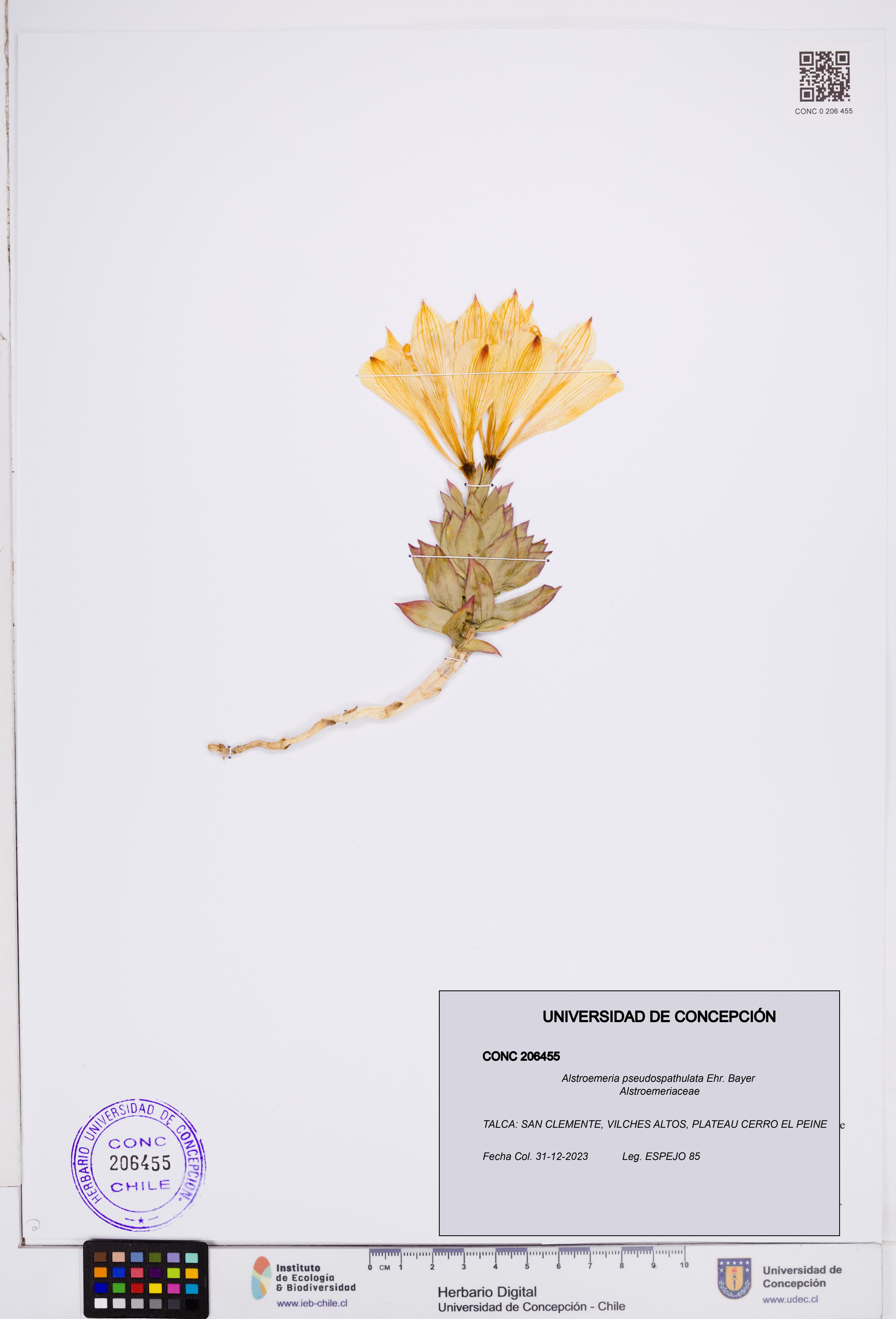 Alstroemeria pseudospathulata [Espécimen: ]