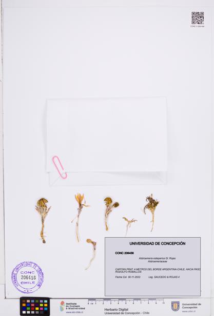 Alstroemeria esteparica [Espécimen: ]