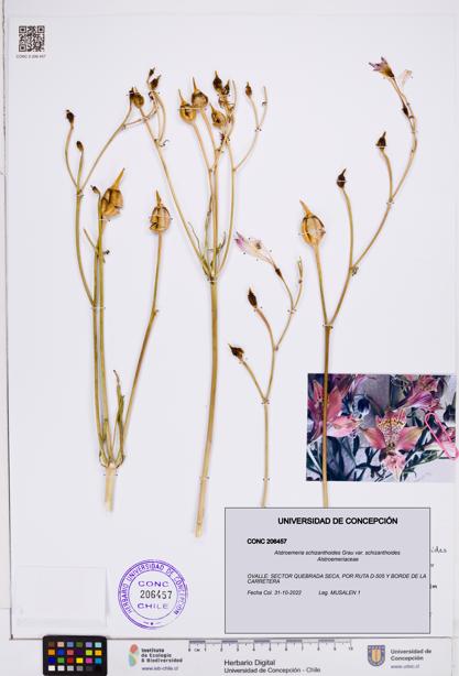 Alstroemeria schizanthoides var. schizanthoides [Espécimen: ]