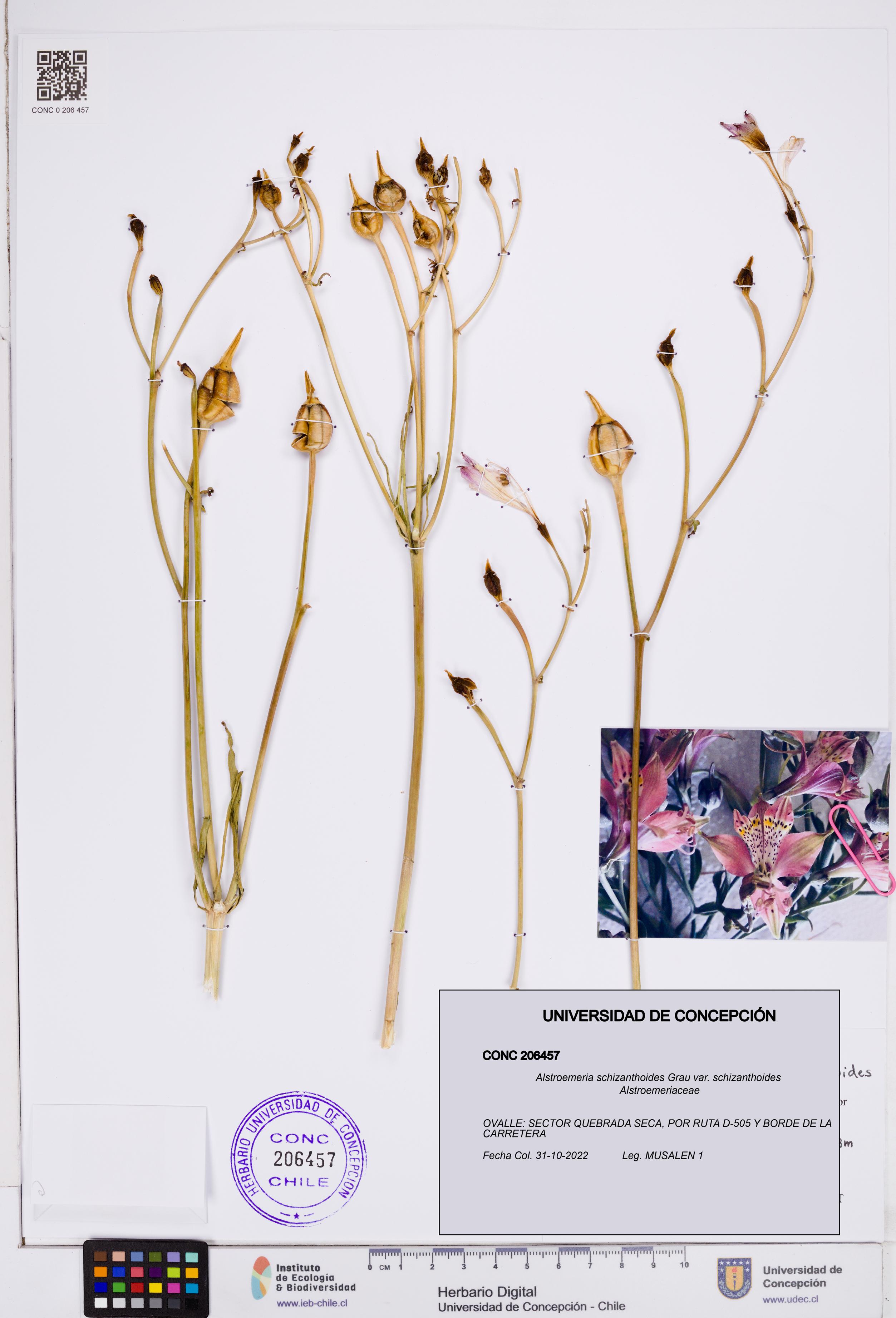 Alstroemeria schizanthoides var. schizanthoides [Espécimen: ]