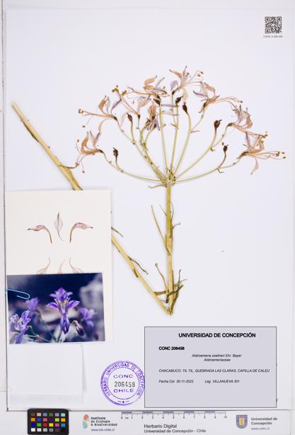 Alstroemeria zoellneri [Espécimen: ]