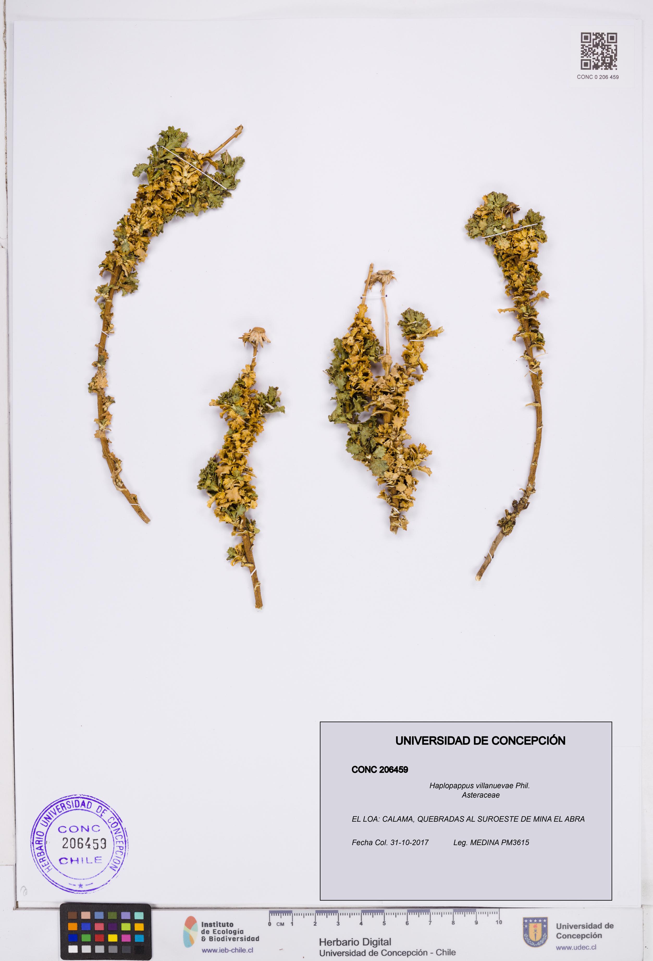 Haplopappus villanuevae [Espécimen: ]