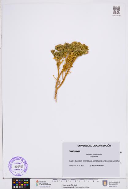 Baccharis santelicis [Espécimen: ]