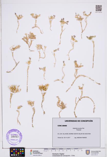 Distichlis humilis [Espécimen: ]