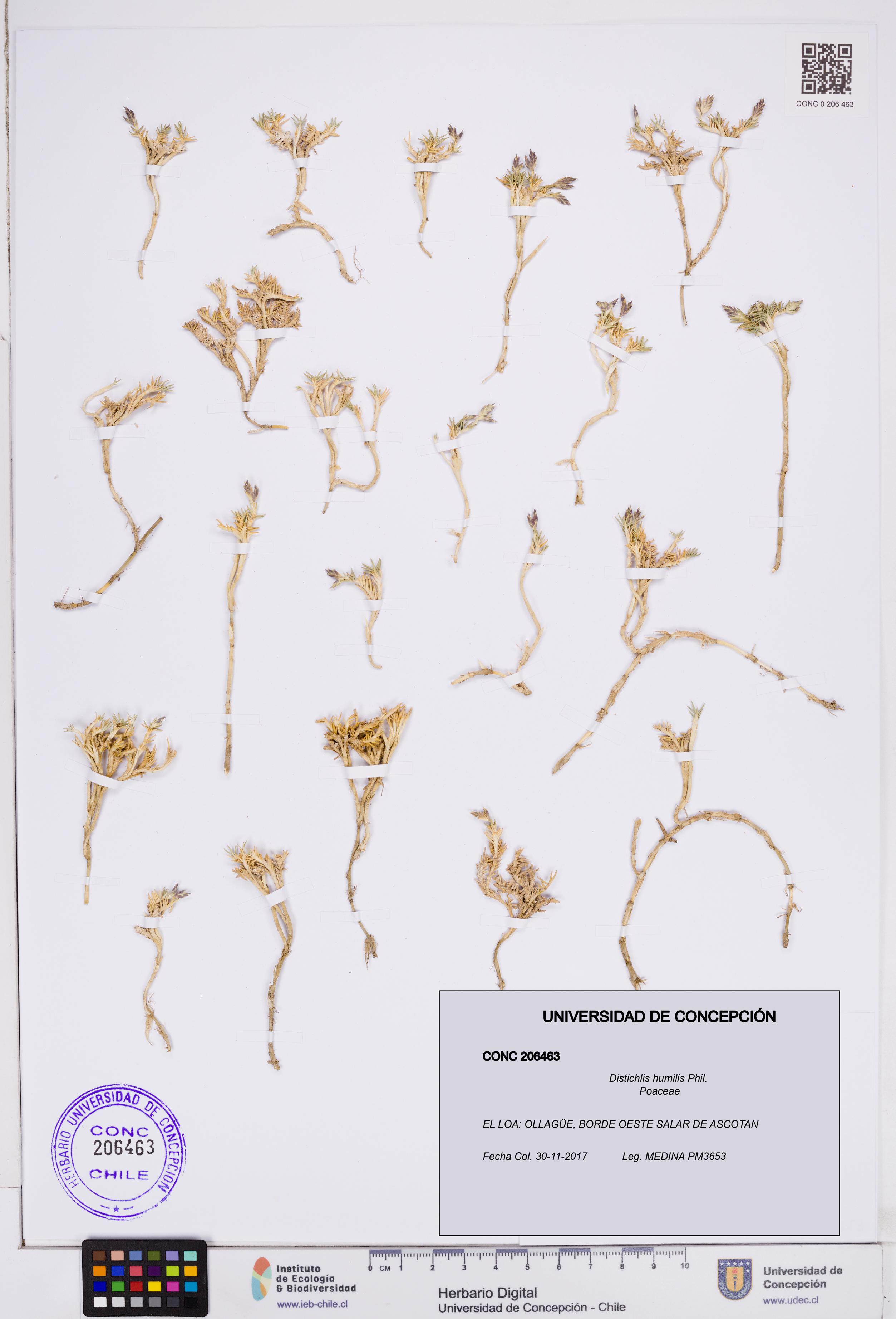 Distichlis humilis [Espécimen: ]