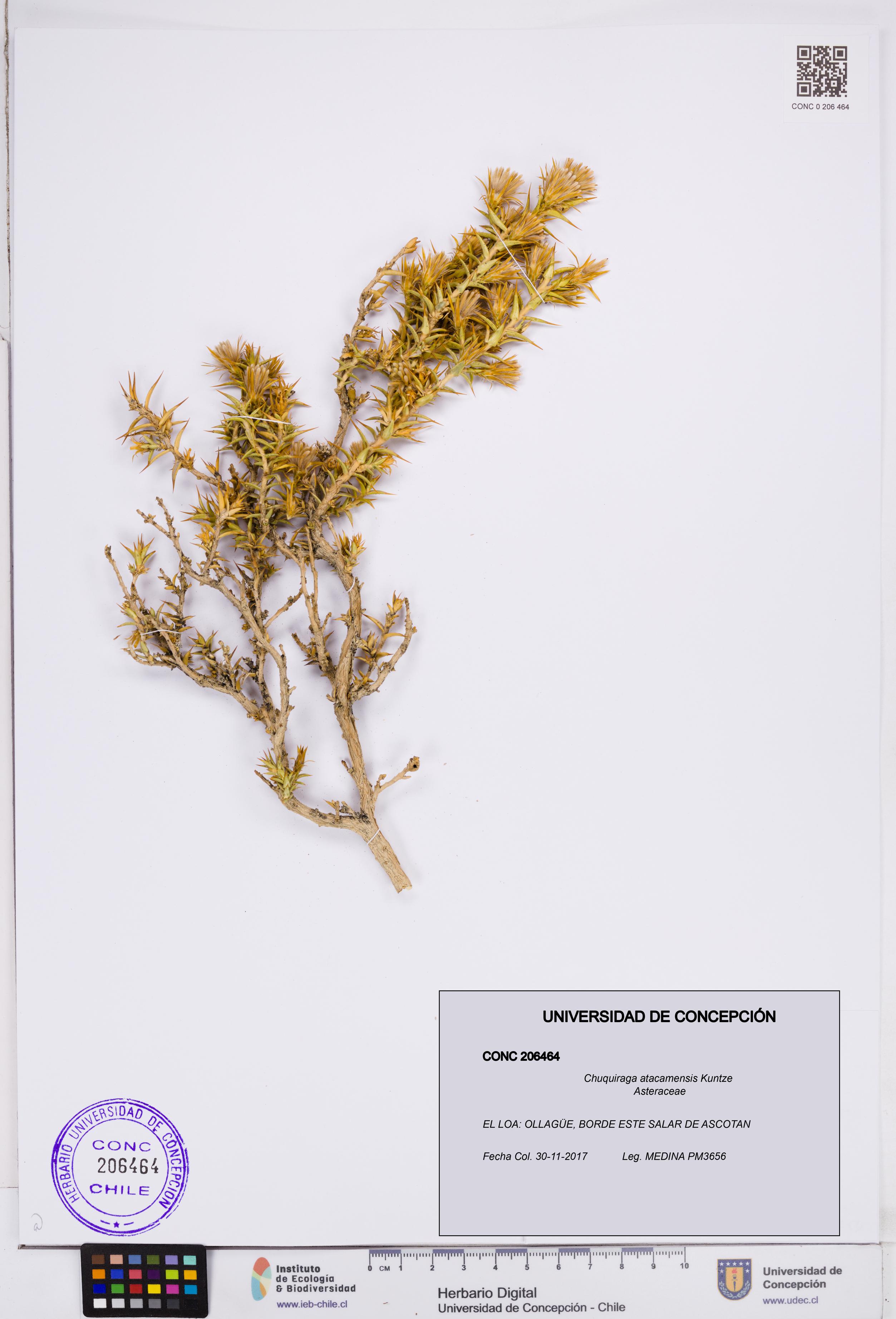 Chuquiraga atacamensis [Espécimen: ]