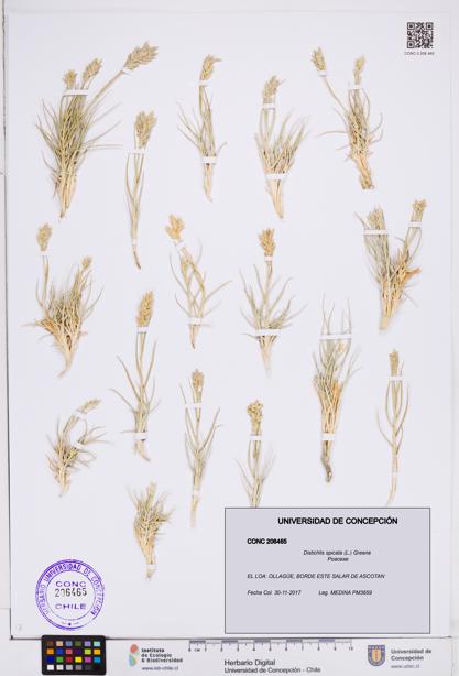 Distichlis spicata [Espécimen: ]
