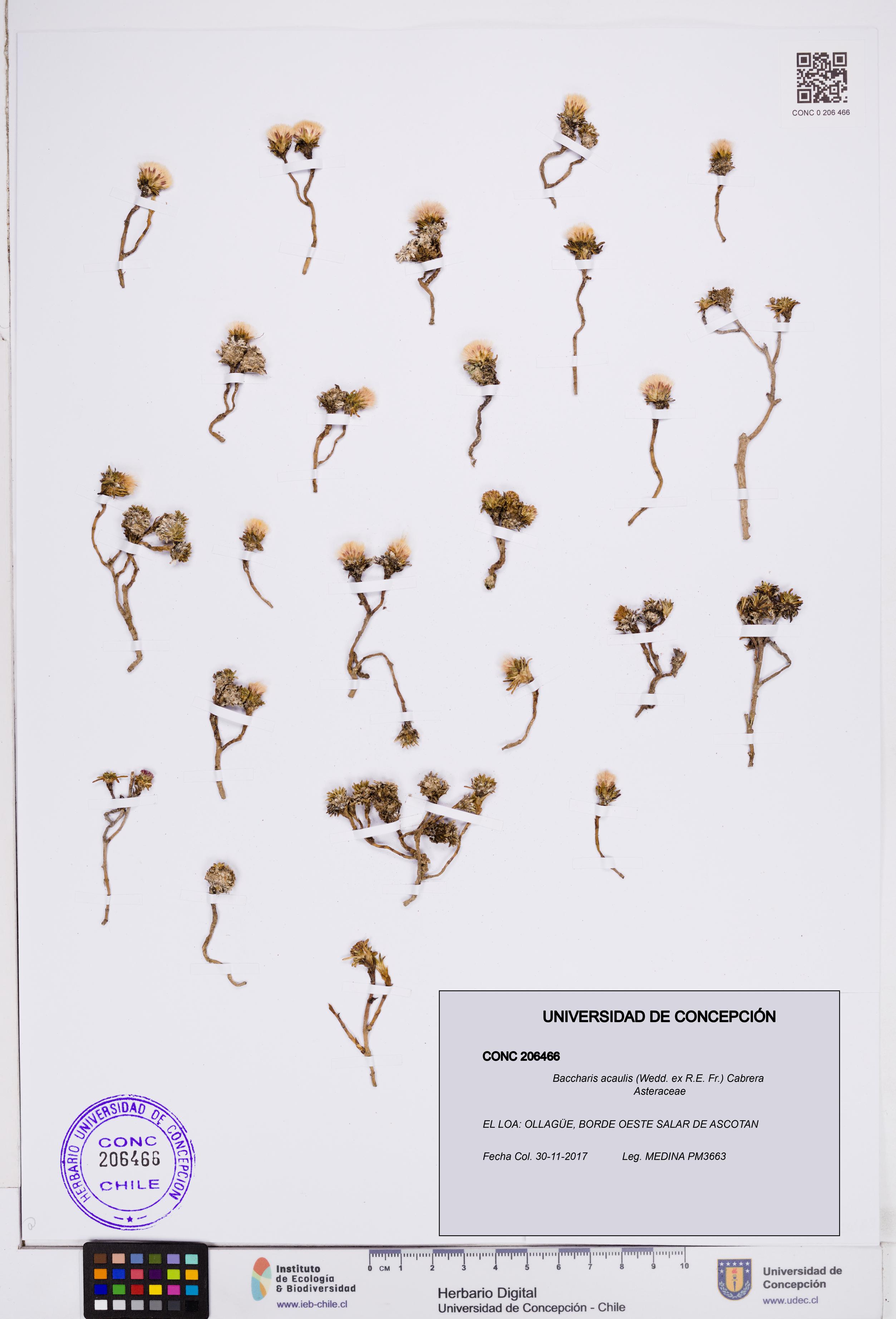 Baccharis acaulis [Espécimen: ]