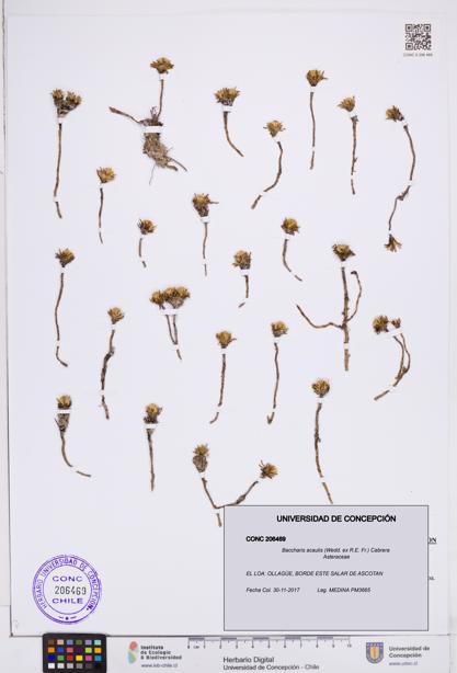 Baccharis acaulis [Espécimen: ]