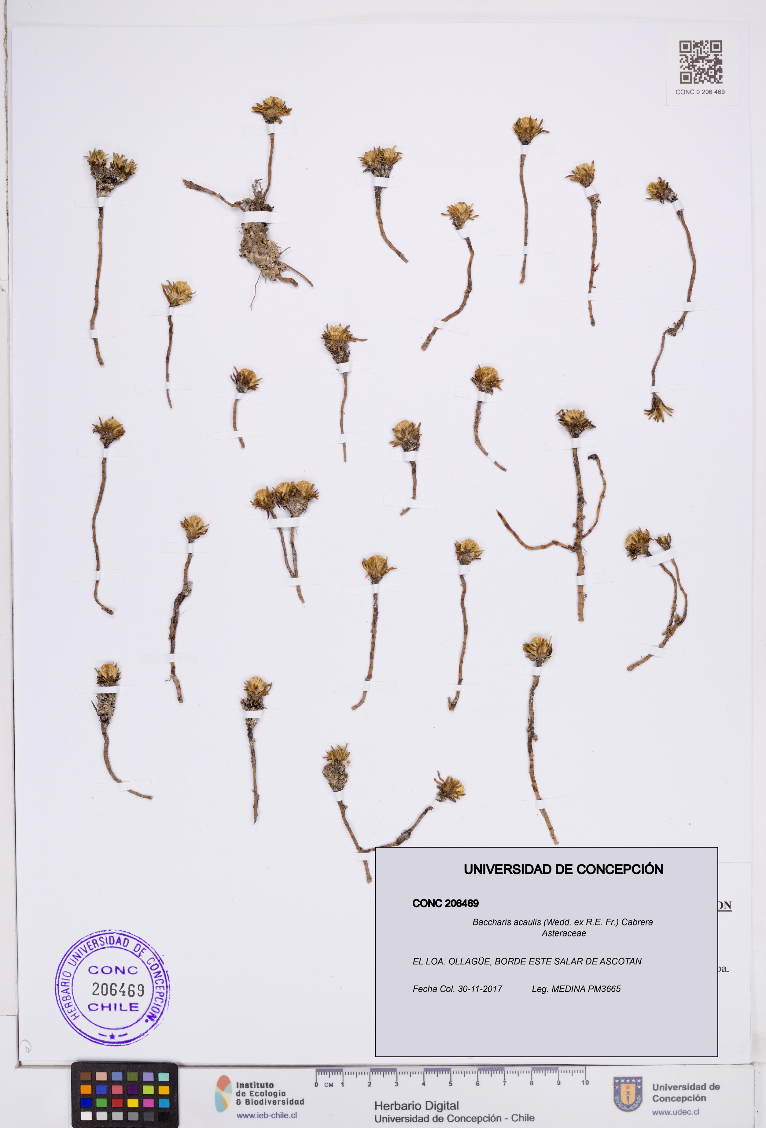 Baccharis acaulis [Espécimen: ]