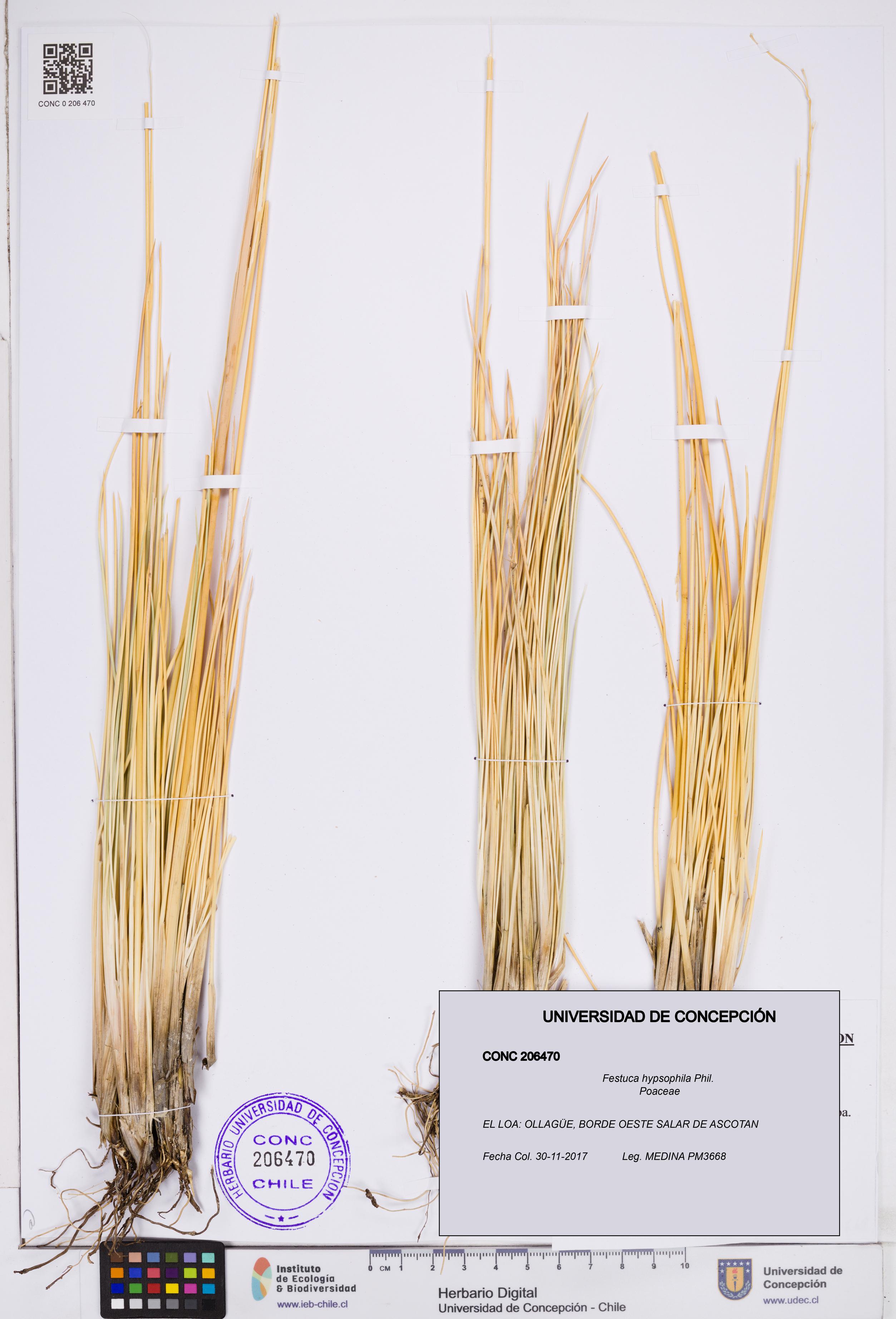 Festuca hypsophila [Espécimen: ]
