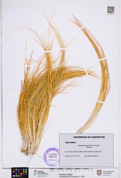 Pappostipa frigida [Espécimen: ]