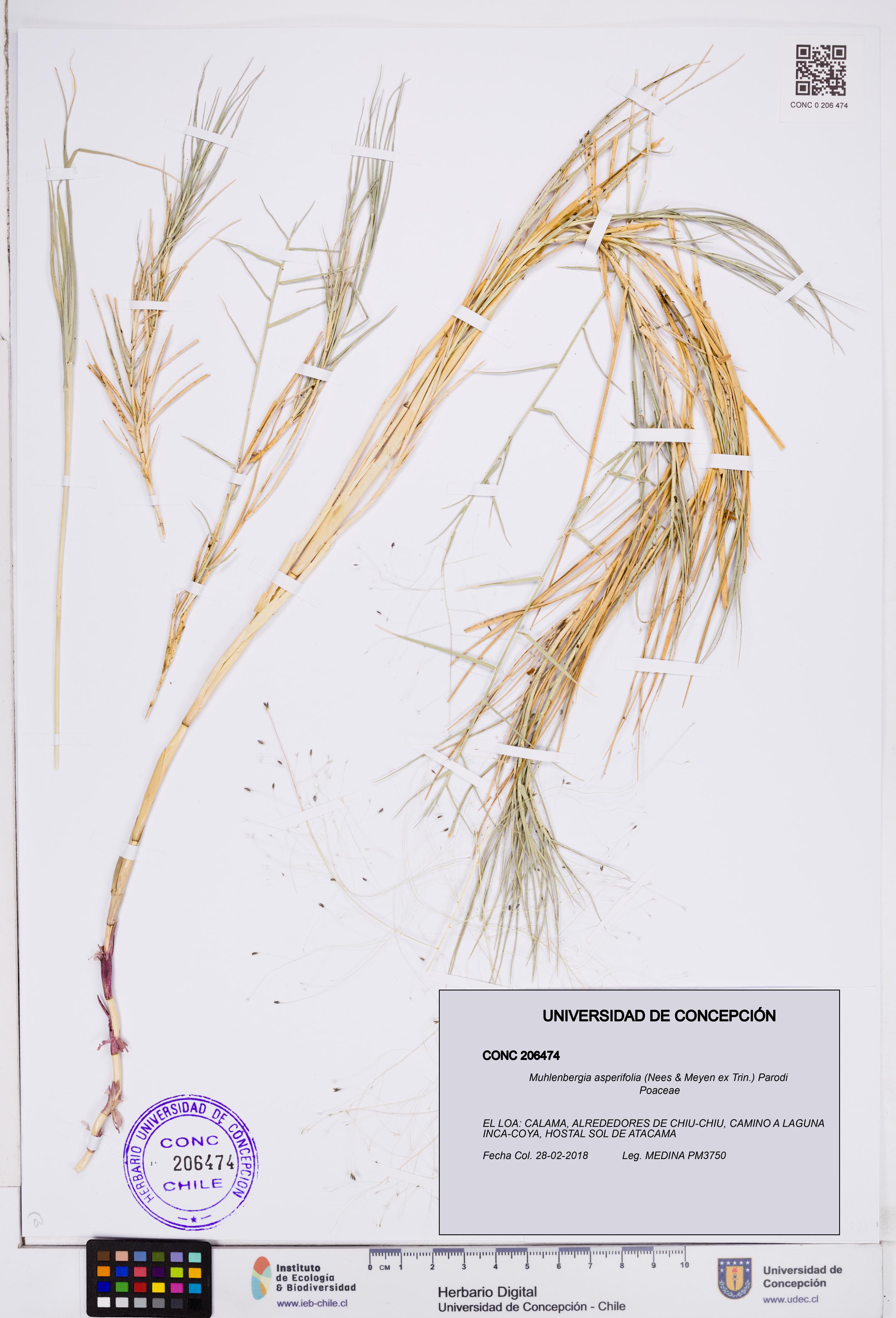 Muhlenbergia asperifolia [Espécimen: ]