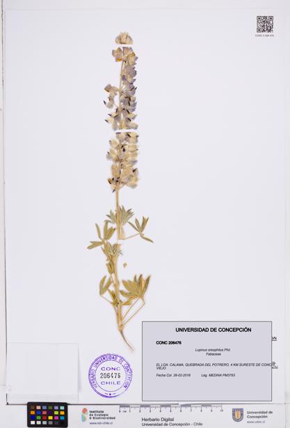Lupinus oreophilus [Espécimen: ]