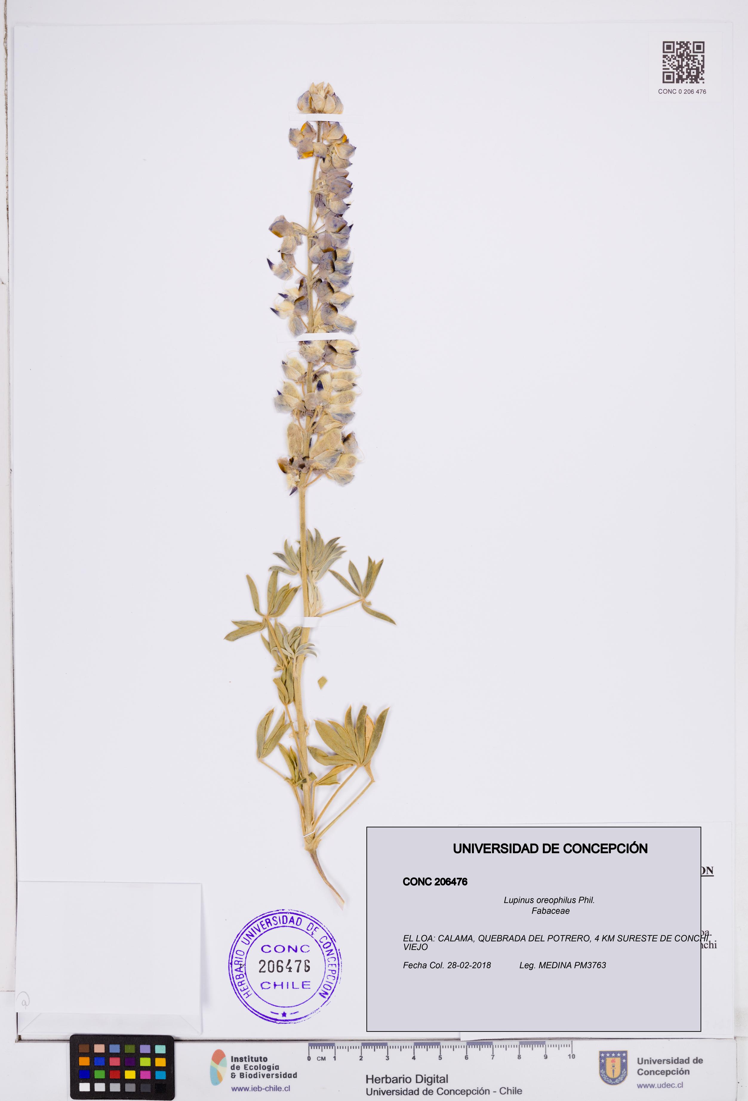Lupinus oreophilus [Espécimen: ]