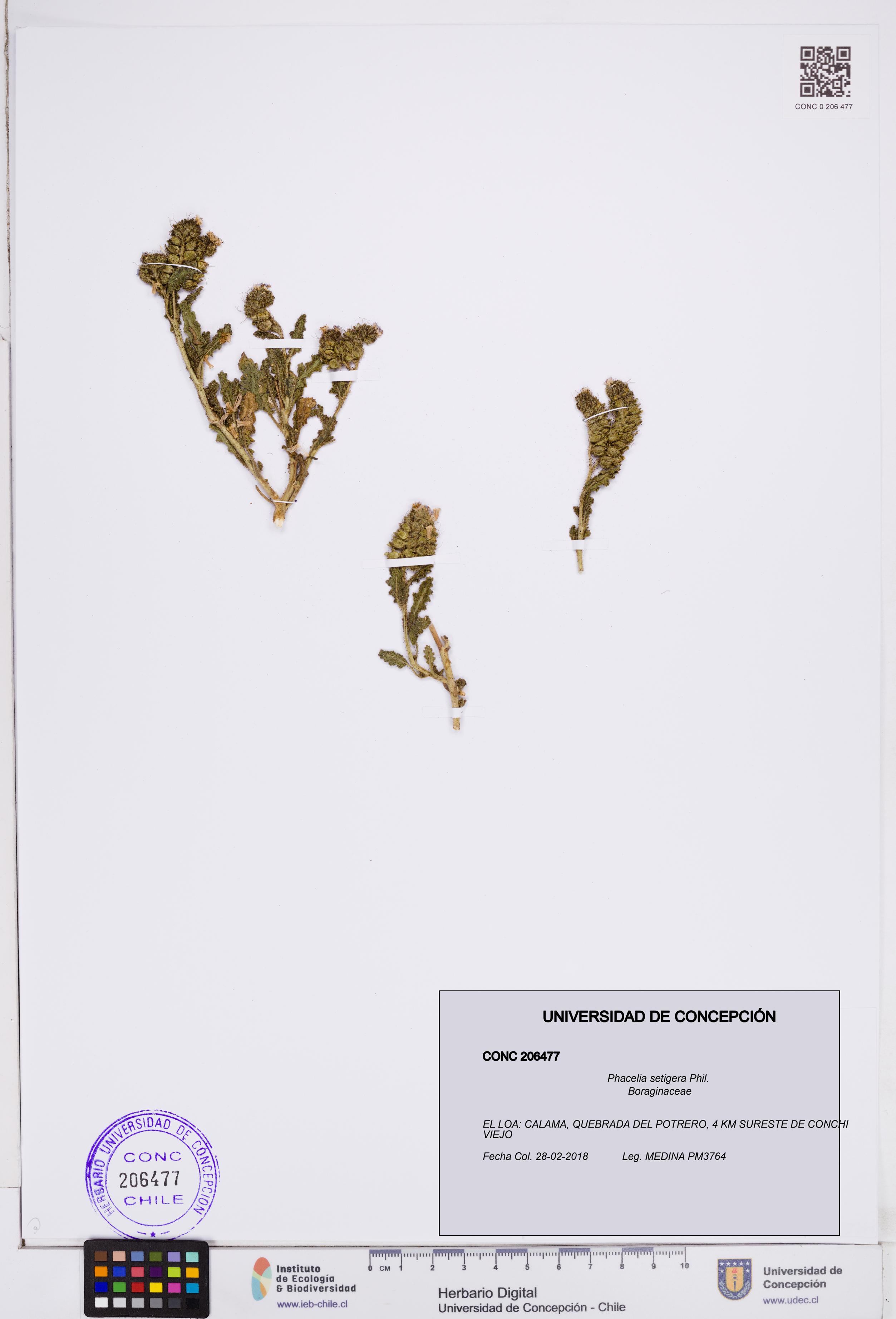 Phacelia setigera [Espécimen: ]