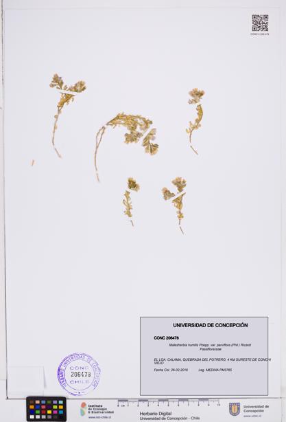 Malesherbia humilis var. parviflora [Espécimen: ]