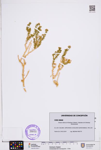 Aimara rollinsii [Espécimen: ]