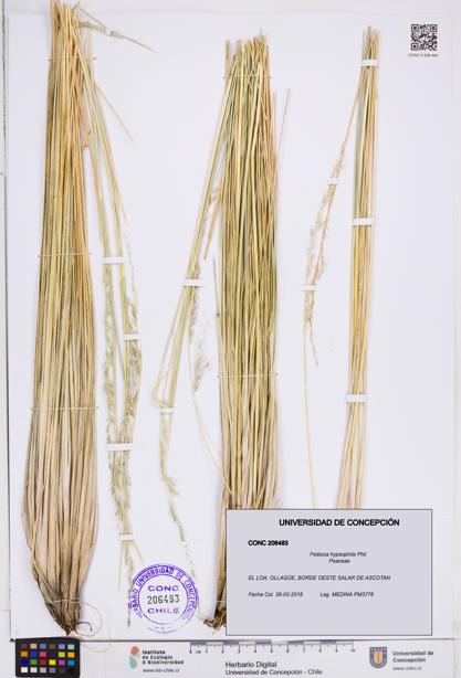 Festuca hypsophila [Espécimen: ]