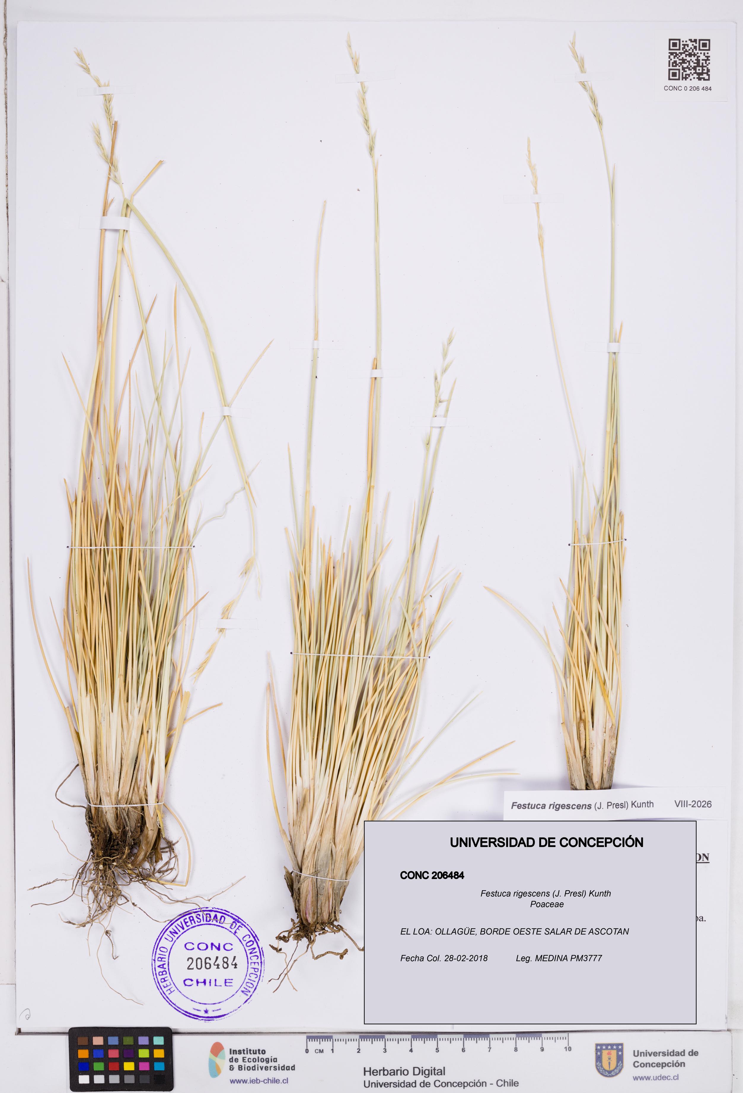Festuca rigescens [Espécimen: ]