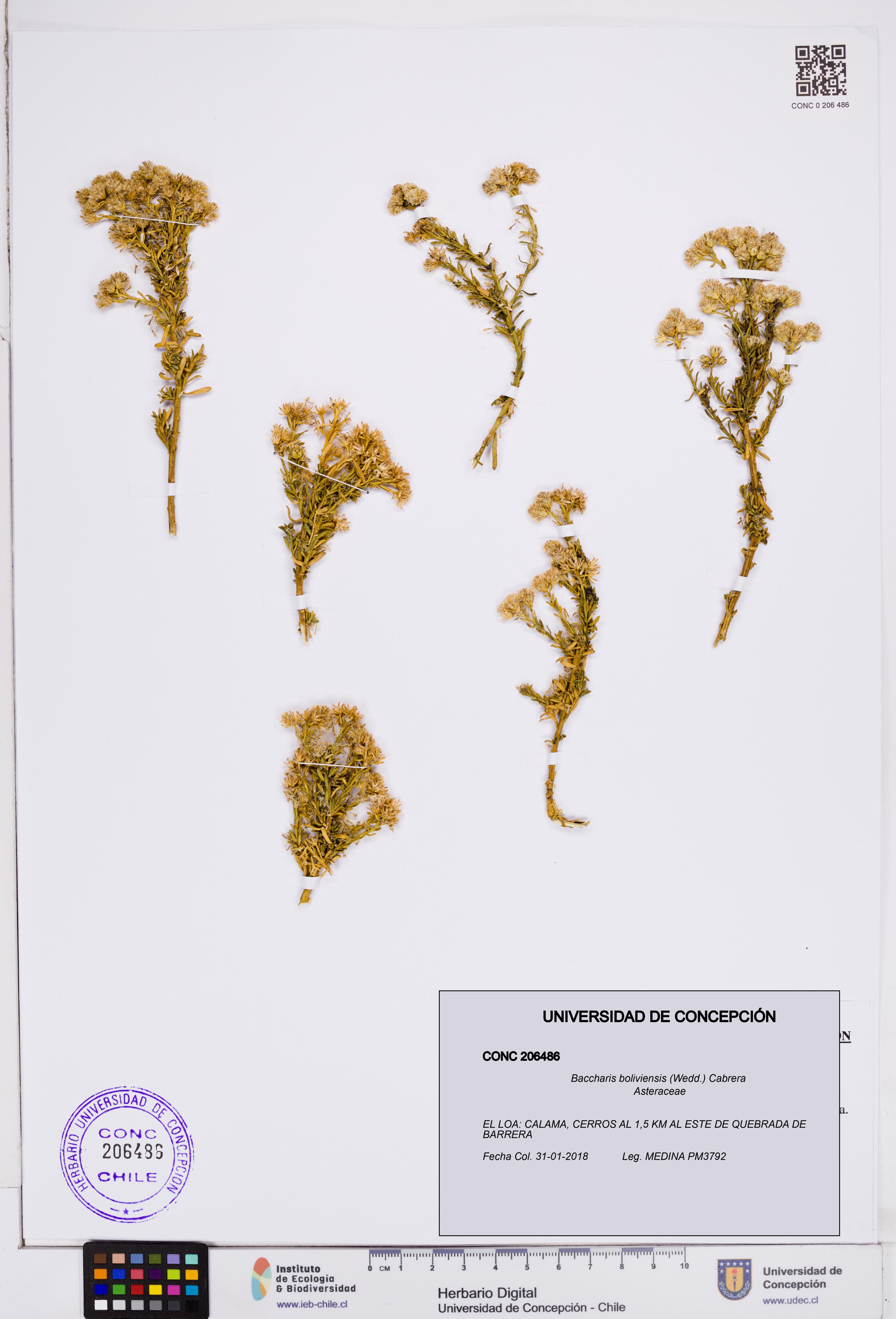 Baccharis boliviensis [Espécimen: ]