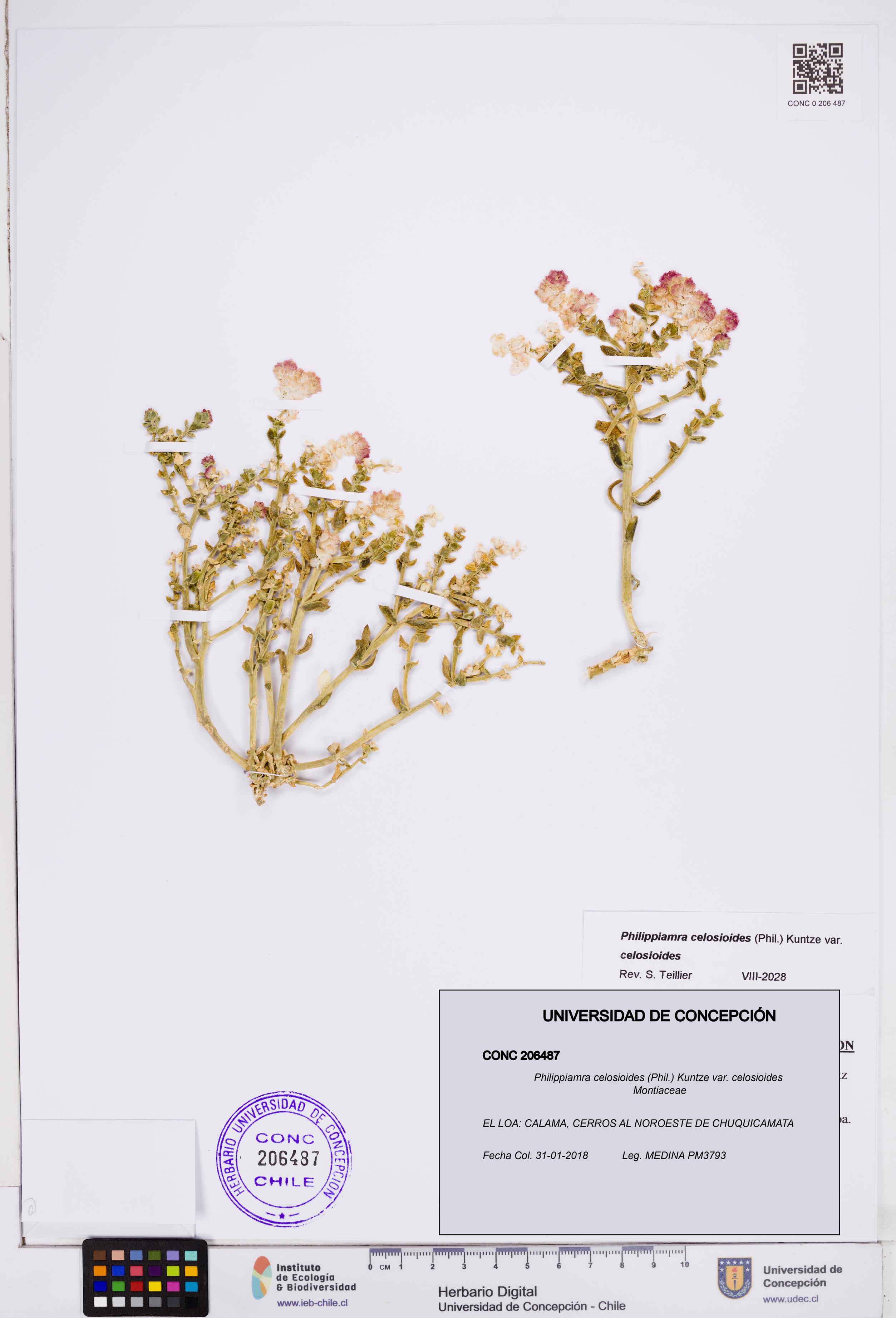 Philippiamra celosioides [Espécimen: ]