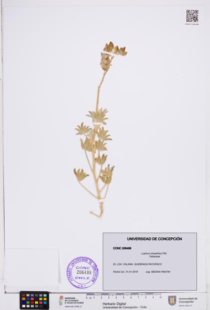Lupinus oreophilus [Espécimen: ]