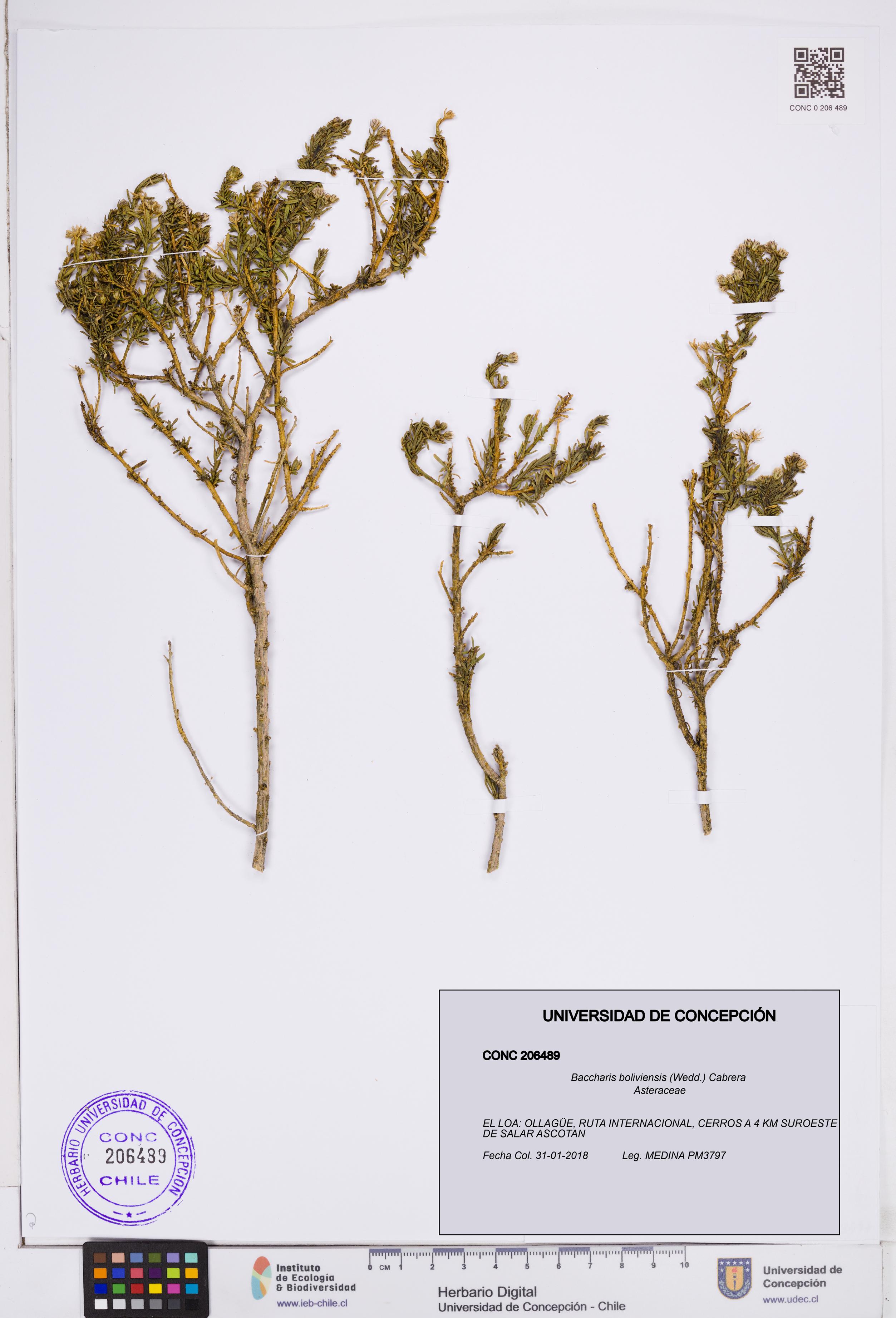 Baccharis boliviensis [Espécimen: ]