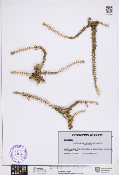 Junellia seriphioides [Espécimen: ]