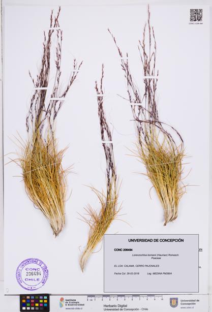Lorenzochloa bomanii [Espécimen: ]