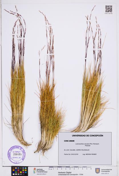 Lorenzochloa venusta [Espécimen: ]