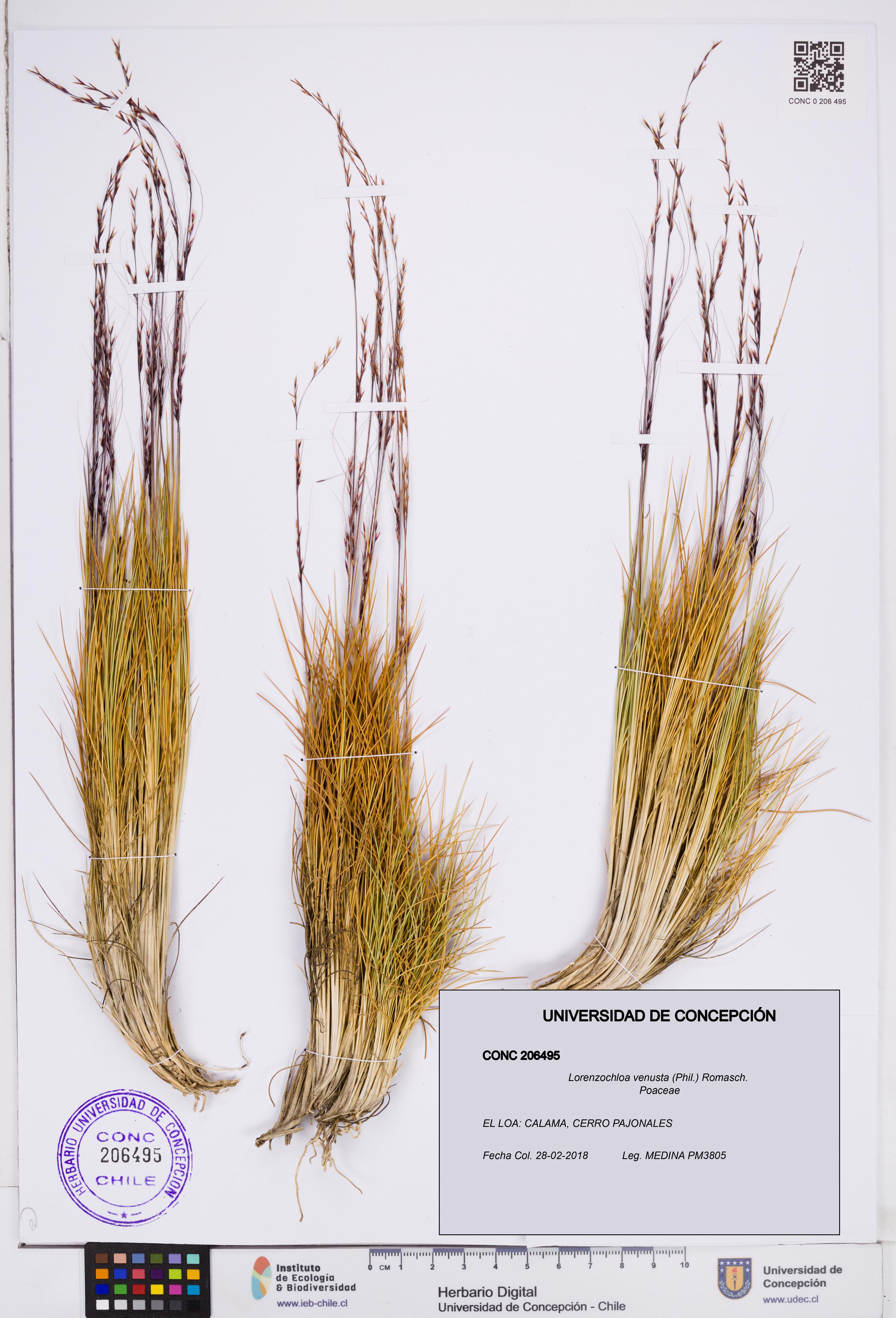 Lorenzochloa venusta [Espécimen: ]
