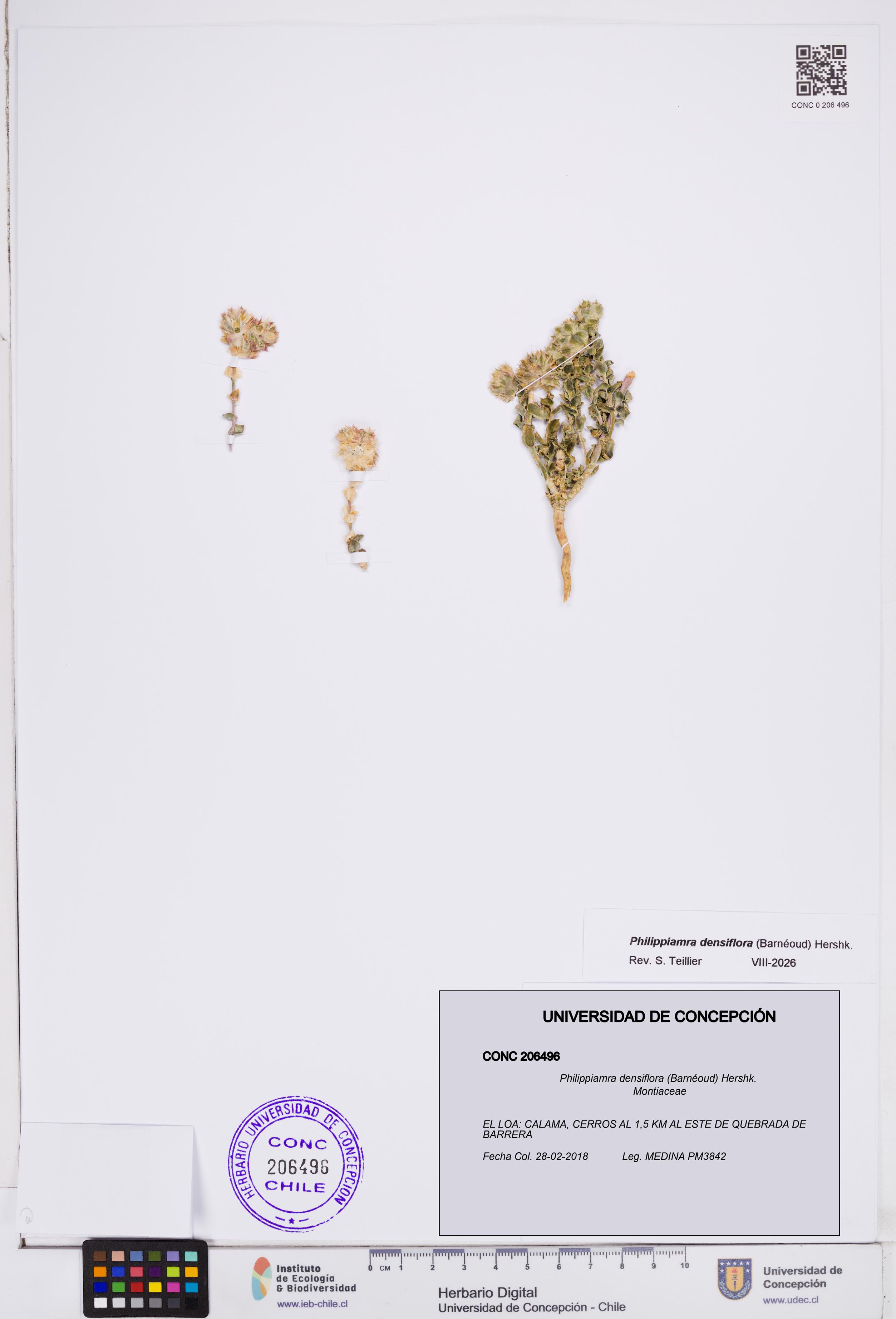 Philippiamra densiflora [Espécimen: ]