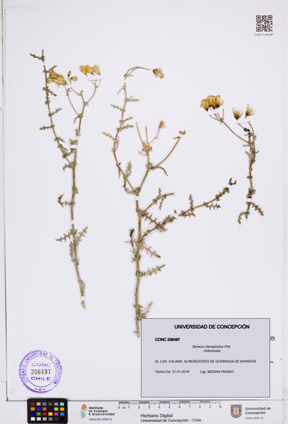 Senecio ctenophyllus [Espécimen: ]