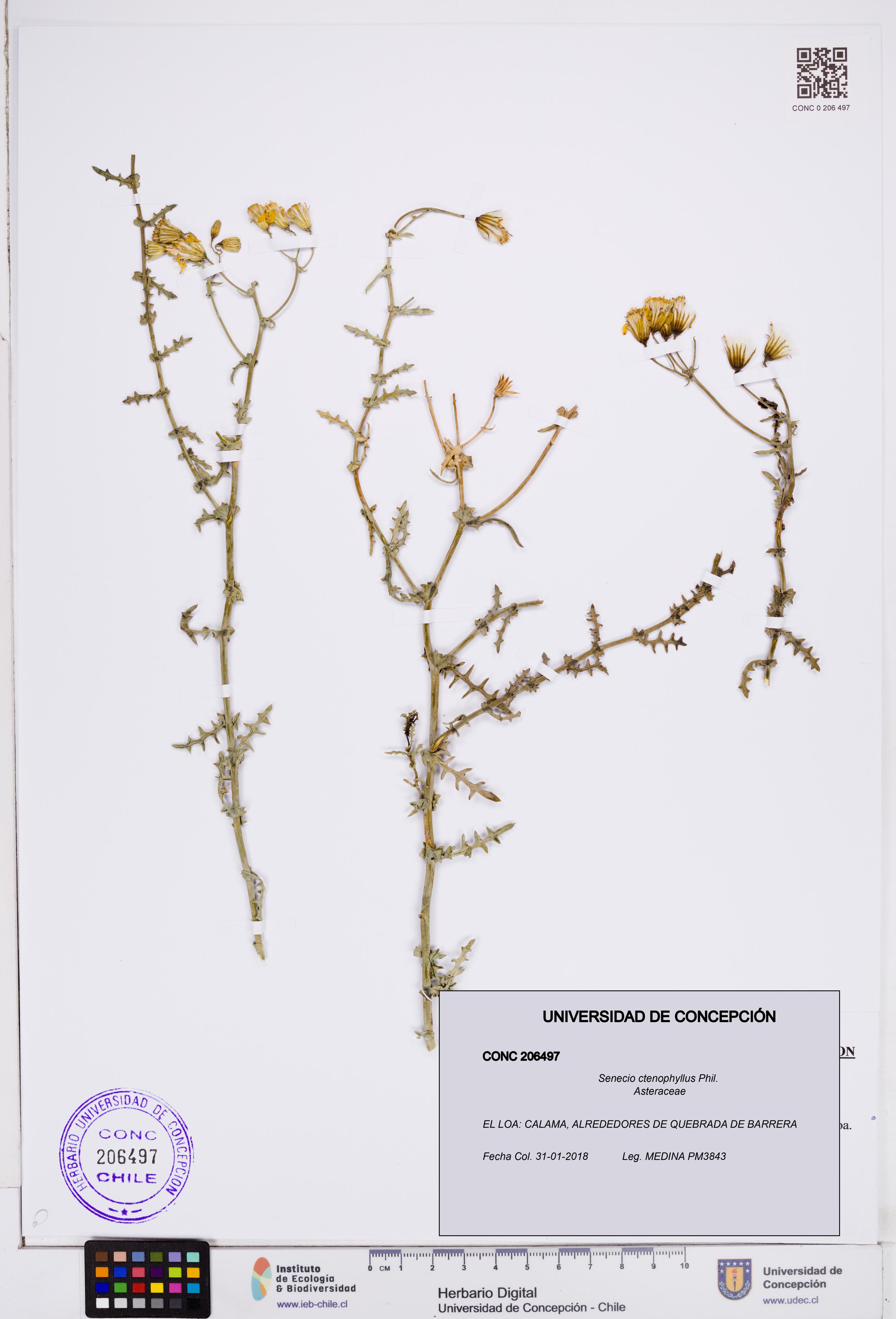 Senecio ctenophyllus [Espécimen: ]