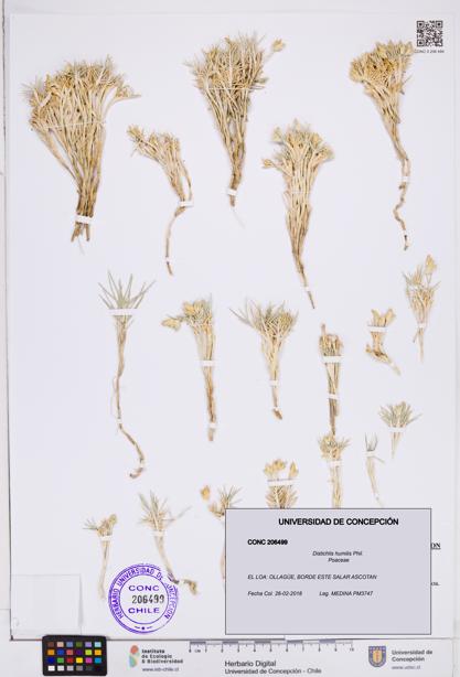 Distichlis humilis [Espécimen: ]