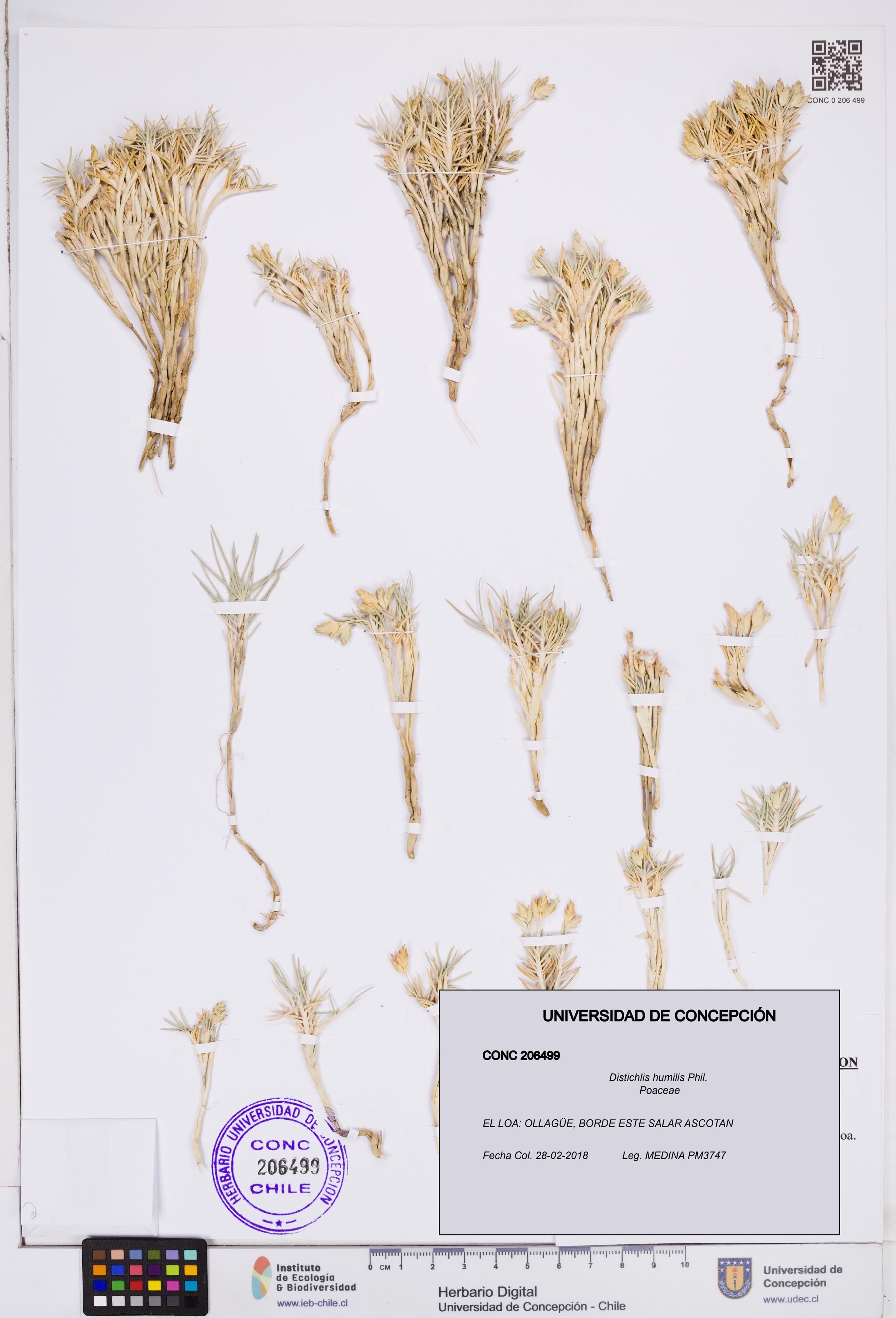 Distichlis humilis [Espécimen: ]
