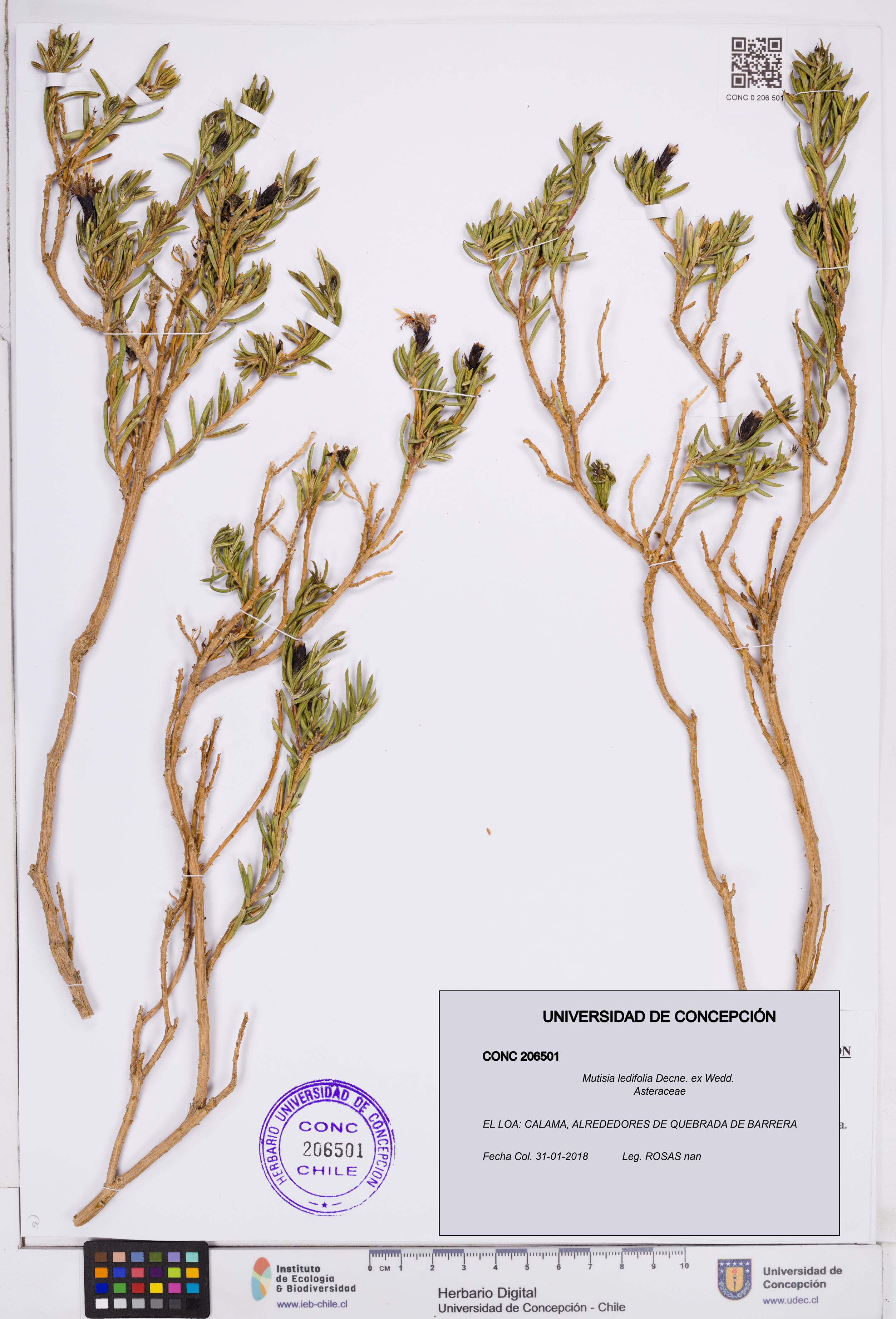 Mutisia ledifolia [Espécimen: ]