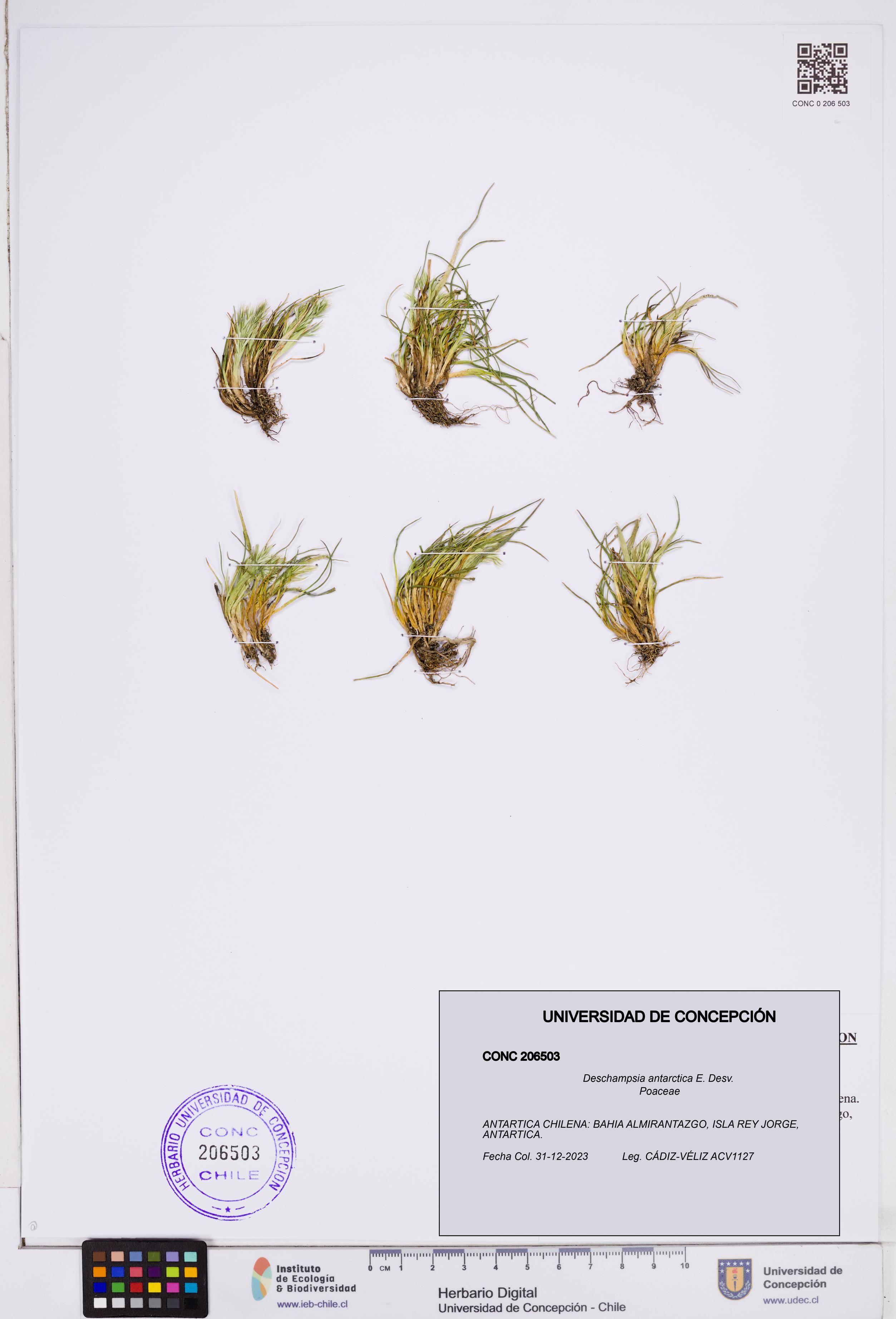 Deschampsia antarctica [Espécimen: ]