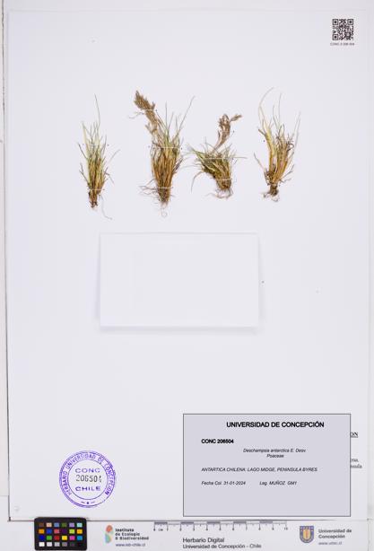 Deschampsia antarctica [Espécimen: ]