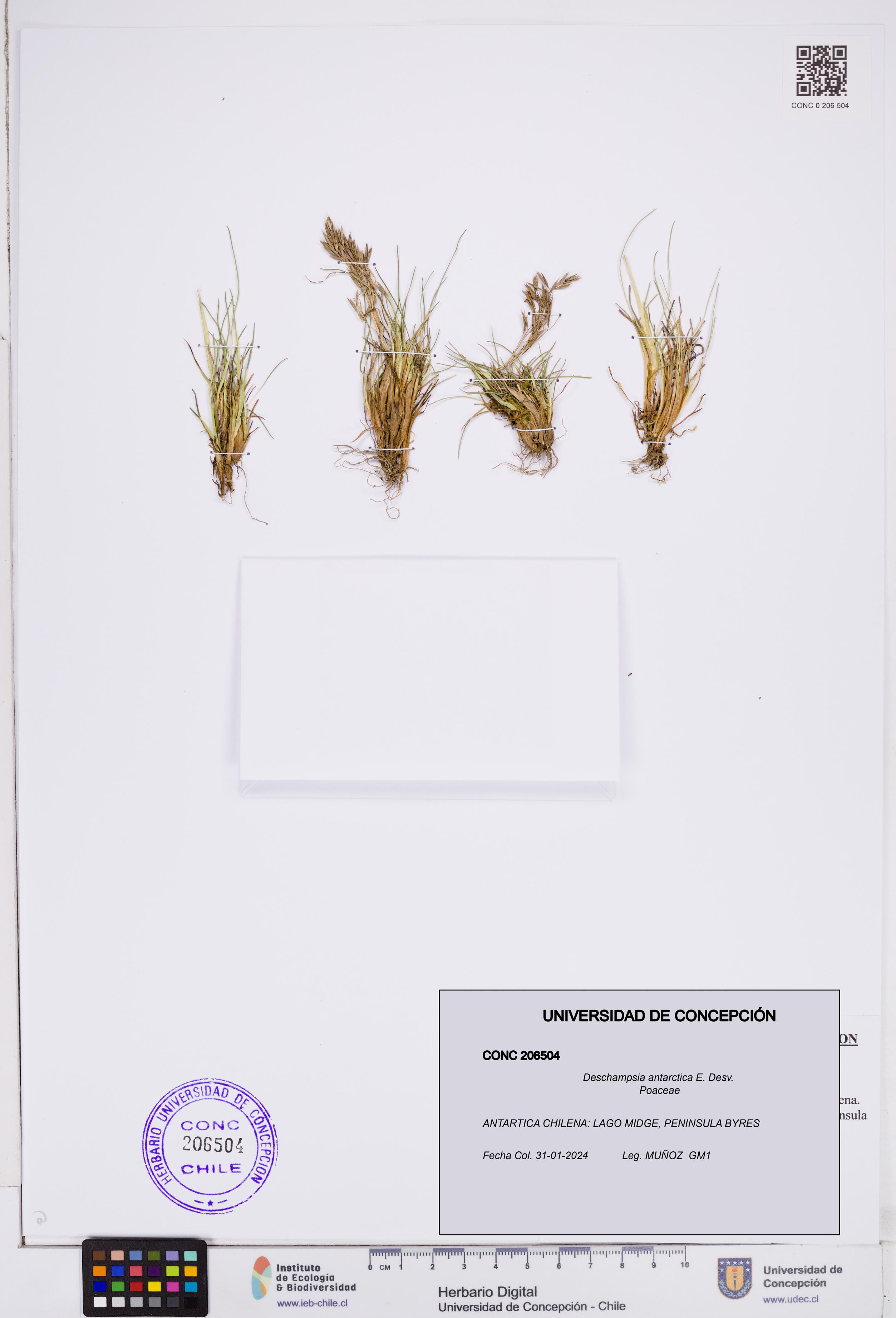 Deschampsia antarctica [Espécimen: ]